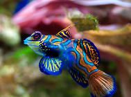 高效预防鱼病的方法