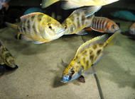 大蒜怎么治鱼病？