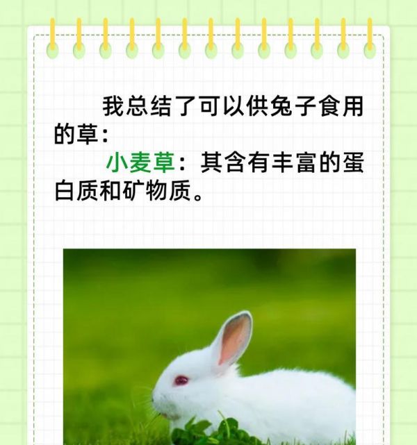 兔子的快速生长与饮食需求（以营养丰富的食物促进兔子的健康成长）