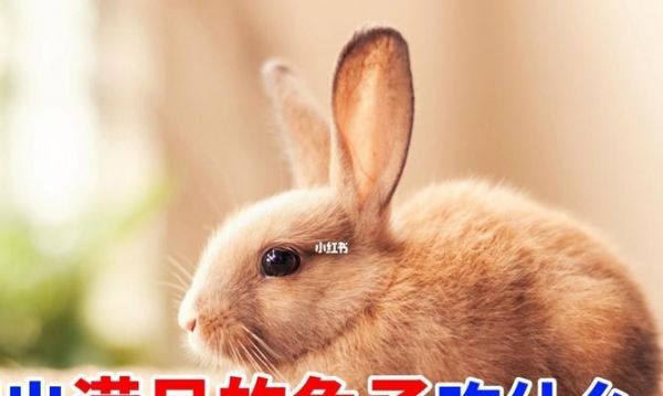 兔子的快速生长与饮食需求（以营养丰富的食物促进兔子的健康成长）