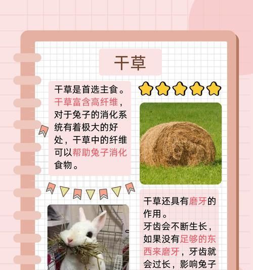 兔子的快速生长与饮食需求（以营养丰富的食物促进兔子的健康成长）