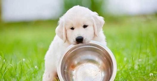 如何科学喂养45天大的幼犬（从饮食、营养到生长发育，全方位关爱你的狗狗）