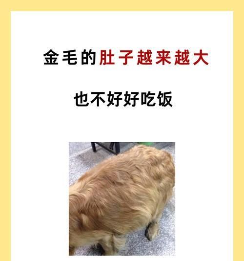 如何科学喂养45天大的幼犬（从饮食、营养到生长发育，全方位关爱你的狗狗）