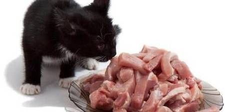 宠物何时开始生骨肉饮食？