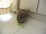 如何正确的给兔子换粮？