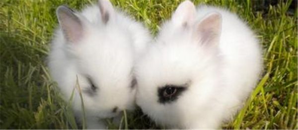 兔兔胃肠道停滞的饮食调理