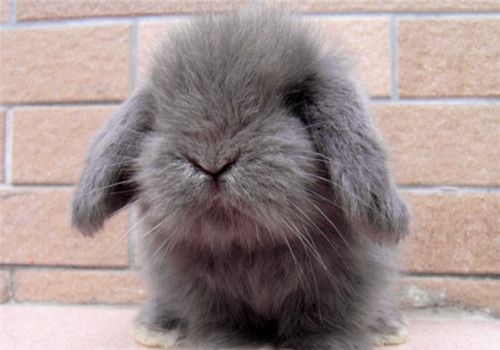 蔬菜喂养兔子有讲究