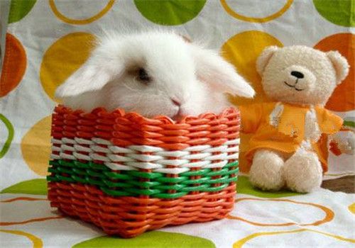 宠物兔健康饮食攻略