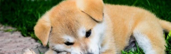 秋田犬是否适合吃鸡蛋？（探究秋田犬饮食习惯和鸡蛋的营养价值）