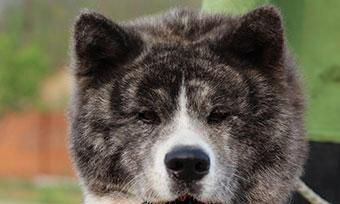 秋田犬是否适合吃鸡蛋？（探究秋田犬饮食习惯和鸡蛋的营养价值）