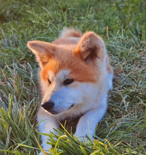 秋田犬是否适合吃鸡蛋？（探究秋田犬饮食习惯和鸡蛋的营养价值）