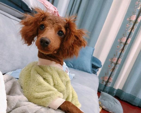 以泰迪吃什么毛长的快？（泰迪毛发生长速度与饮食息息相关）