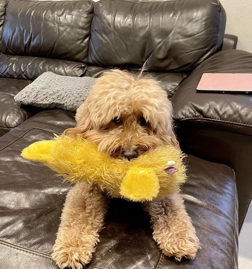 以泰迪吃什么毛长的快？（泰迪毛发生长速度与饮食息息相关）