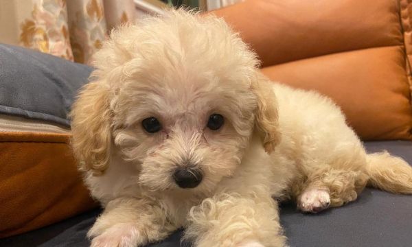 以泰迪吃什么毛长的快？（泰迪毛发生长速度与饮食息息相关）