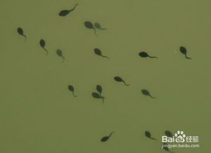 宠物蝌蚪饮食解析