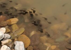 宠物蝌蚪饮食解析