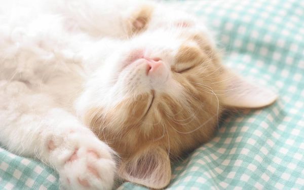 萌宠动物萌可爱宠物古灵精怪卖萌图猫喵星人高清壁纸