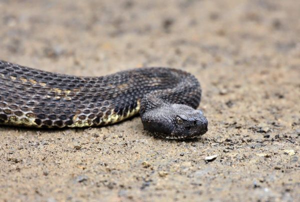 snake, rattlesnake, animal, timber rattlesnake, venom, reptile, nature, wildlife, scales, snake, snake, rattlesnake, rattlesnake, timber rattlesnake, timber rattlesnake, timber rattlesnake, timber rattlesnake, timber rattlesnake