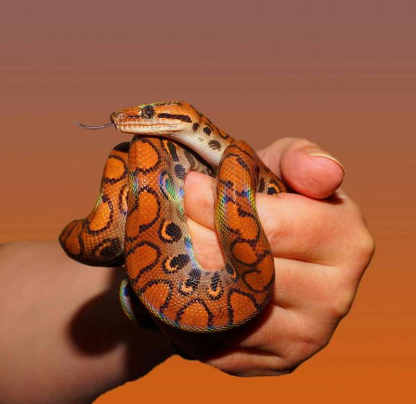 Close-up shot of a vibrant rainbow boa constrictor being held with a warm background.