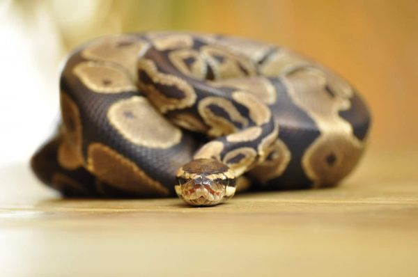 line, ball python, dandruff, choke snake, ball python, ball python, ball python, ball python, ball python