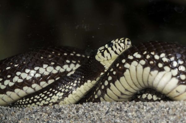 California kingsnake