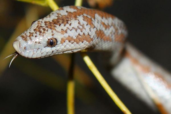 Rosy Boa snake are mild mannered snakes
