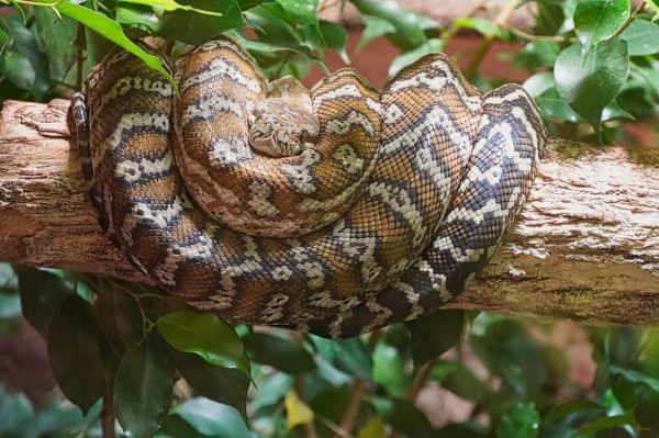 boa constrictor, boa, line, terrarium, reptile, animal, dandruff, creature, dangerous, wildlife, tree trunk, head, nature, wound up, snakeskin, boa constrictor, boa constrictor, boa constrictor, boa constrictor, boa constrictor, boa, boa