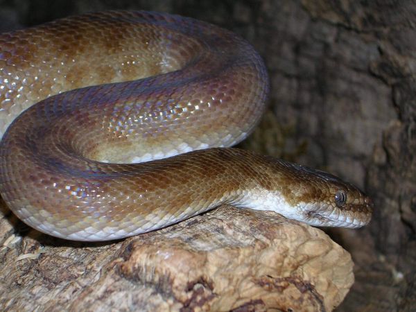 python, spotted python, sand python, antaresia childreni, australia, line, animal, python, python, spotted python, spotted python, spotted python, spotted python, nature, spotted python, antaresia childreni, antaresia childreni, line