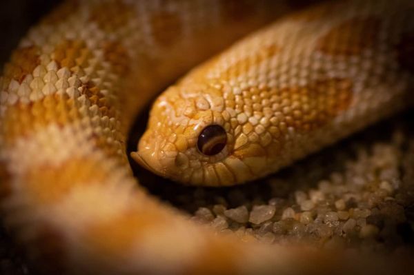 hognose snake, reptile, animal, snake, nature, wildlife, scales, closeup, portrait, hognose snake, hognose snake, hognose snake, hognose snake, hognose snake