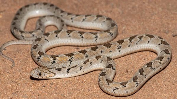 Dasypeltis Snake