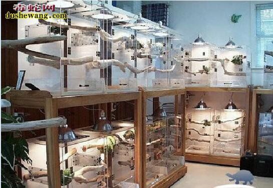 上海宠物蛇专卖店