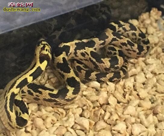 上海宠物蛇专卖店