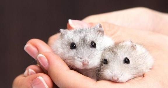 被仓鼠咬了宠物安全吗？