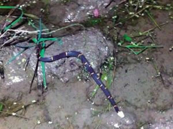 宁波奉化户外运动爱好者上山抓野味 遭遇极濒危的中国第一毒蛇“白头蝰”