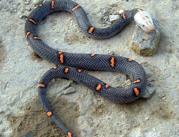 毒蛇“白头蝰”