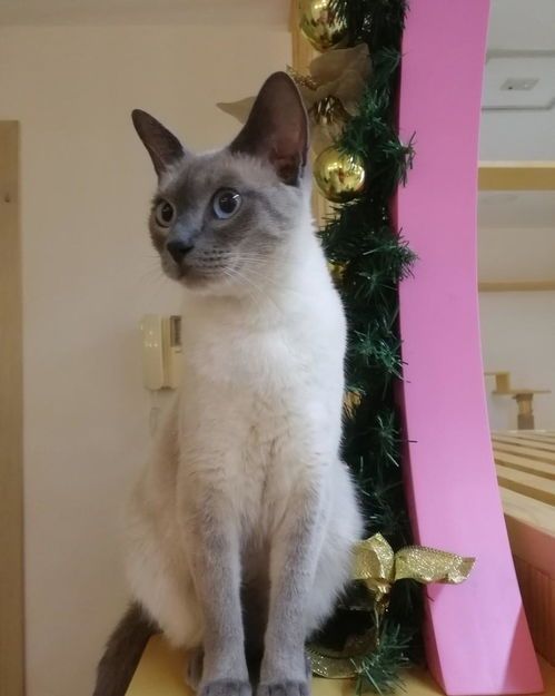 怎么和宠物猫互动