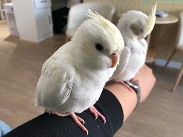 宠物爱好者的天堂