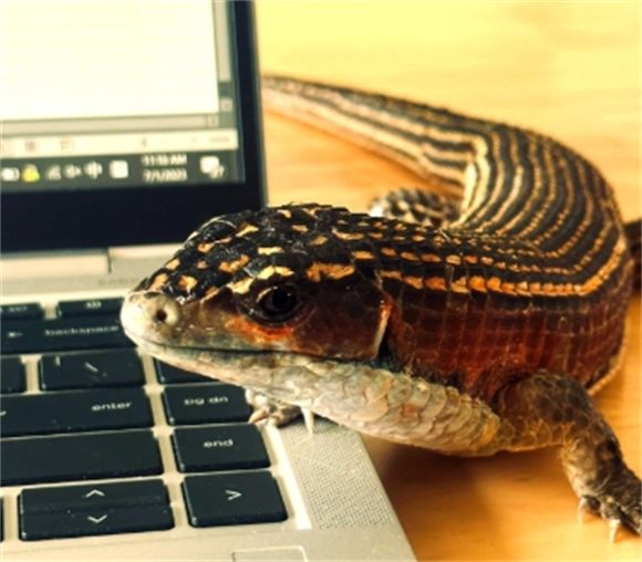 苏丹盾甲蜥蜴饲养指南：让你的宠物更健康！