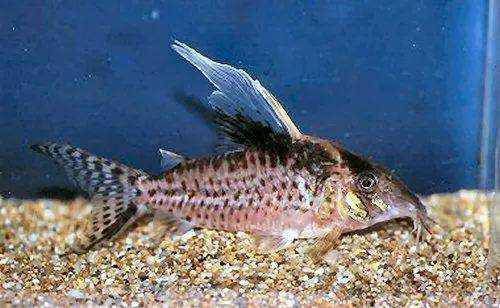 【其它】介绍：鼠鱼的分类-图1