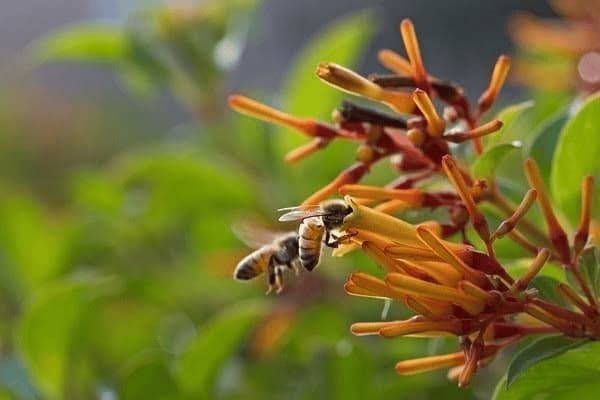 能抓老鼠的小型犬有哪些，能抓老鼠的小型犬有哪些品种