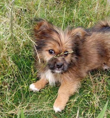 认识串串——一种拥有独特特征的狗品种（了解串串的特点、优缺点以及它给人们带来的乐趣）