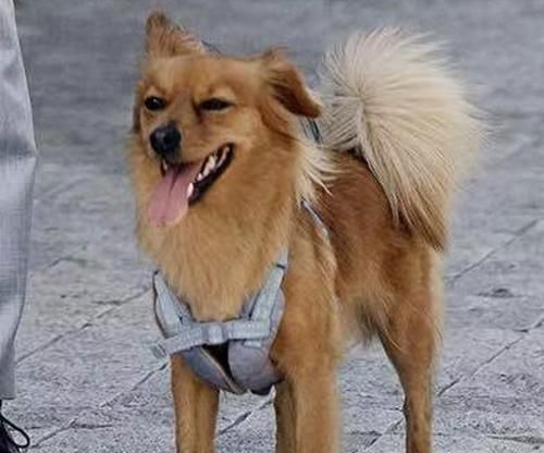 认识串串——一种拥有独特特征的狗品种（了解串串的特点、优缺点以及它给人们带来的乐趣）