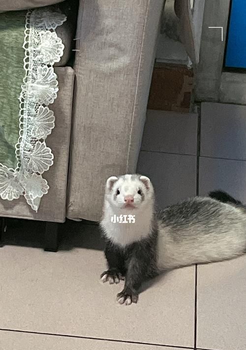 宠物貂的不同品种及其特点（安格鲁宠物貂与马雪儿貂的区别及特色）