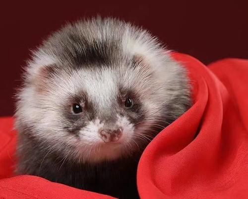 宠物貂的不同品种及其特点（安格鲁宠物貂与马雪儿貂的区别及特色）