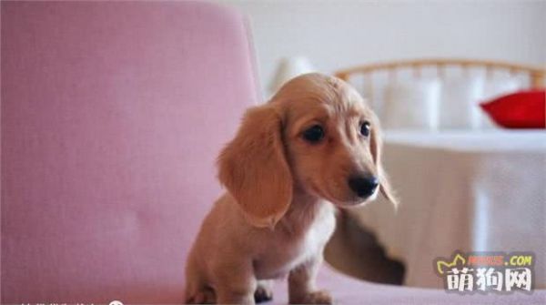 新手养狗小技巧