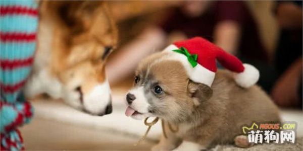 新手养狗小技巧