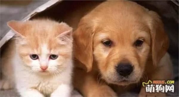 新手养狗小技巧