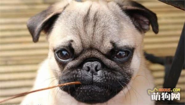 新手养狗小技巧