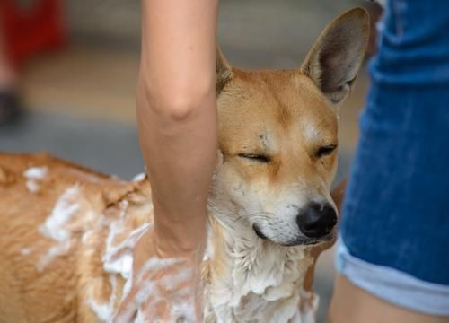 科学喂食，养犬小窍门，宠物生活必备！