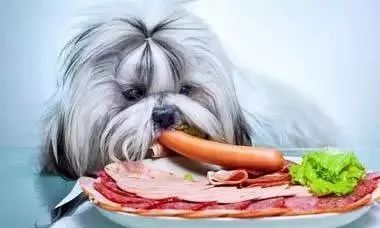 科学喂食，养犬小窍门，宠物生活必备！